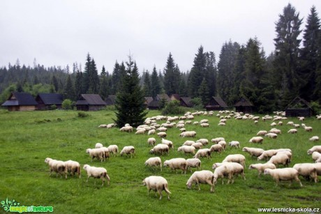 Ovce domácí - Foto Jozef Pitoňák (2)