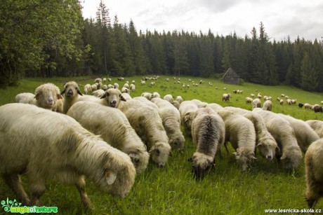 Ovce domácí - Foto Jozef Pitoňák (4)