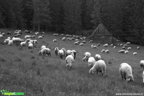 Ovce domácí - Foto Jozef Pitoňák