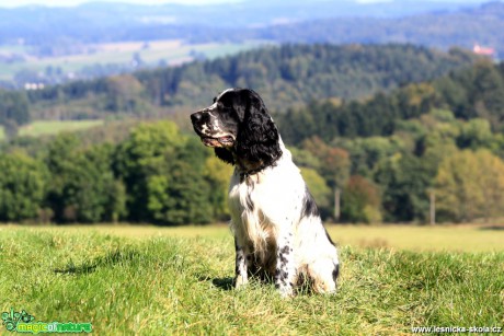 Anglický špringršpaněl - Foto L. Janata (2)