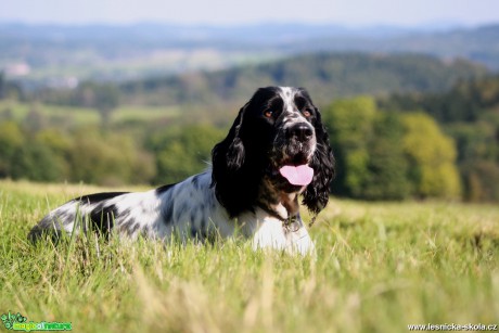 Anglický špringršpaněl - Foto L. Janata (4)