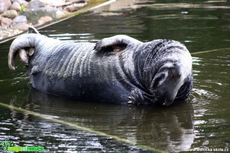 Tuleň kuželozubý - Halichoerus grypus - Foto David Hlinka (2)