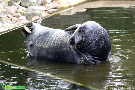 Tuleň kuželozubý - Halichoerus grypus - Foto David Hlinka