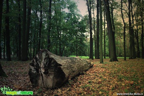 V podzimním lese - Foto Jana Vondráčková