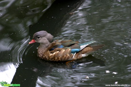 Kachna mandarinská - Aix galericulata - Foto Gerd Ritschel