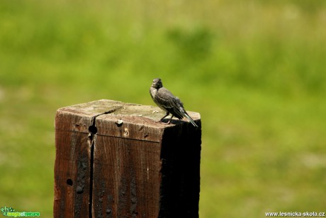 Rehek domácí - Phoenicurus ochruros - Foto Gerd Ritschel