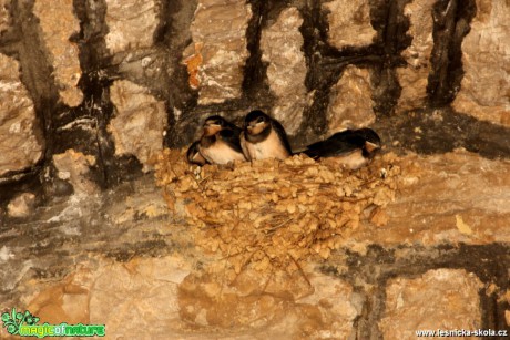 Vlaštovka obecná - Hirundo rustica -  Foto Gerd Ritschel