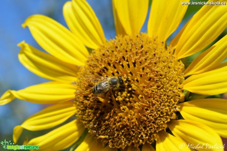 Včela medonosná - Apis mellifera - Foto Michal Vorlíček