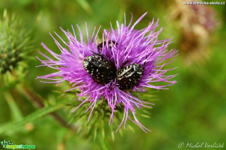 Zlatohlávek tmavý - Oxythyrea funesta -  Protaetia lugubris - Foto Michal Vorlíček