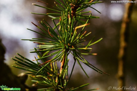 Modřín opadavý - Larix decidua - Foto Michal Vorlíček