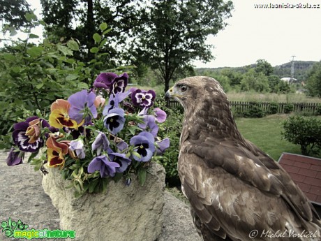 Káně lesní - Buteo buteo - Foto Michal Vorlíček (5)