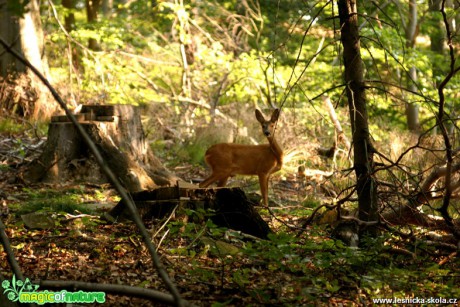 Srnčí zvěř - Capreolus capreolus - Foto Gerd Ritschel (2)