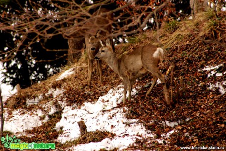 Srnčí zvěř - Capreolus capreolus - Foto Gerd Ritschel (4)