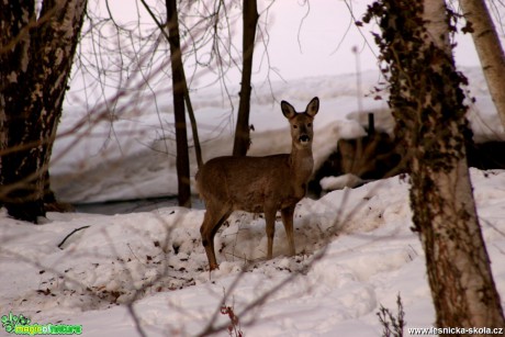 Srnčí zvěř - Capreolus capreolus - Foto Gerd Ritschel (9)