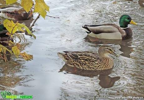 Kachny divoké - Anas platyrhynchos - Foto Jana Vondráčková