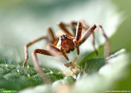Pohled pavouka - Foto Jana Vondráčková