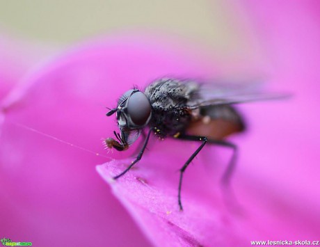 Z hmyzího světa - Foto Jana Vondráčková (1)