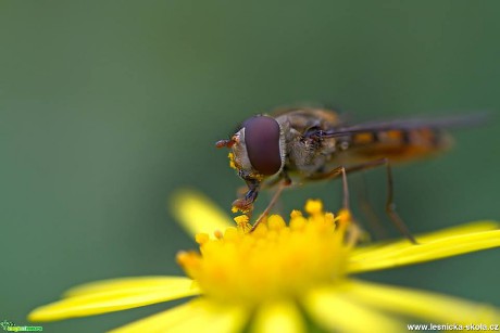 Z hmyzího světa - Foto Jana Vondráčková (2)