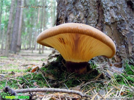 Čechratka černohuňatá - Tapinella atrotomentosa - Foto Robert Kopecký