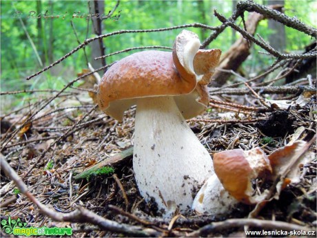 Hřib smrkový - Boletus edulis - Foto Robert Kopecký