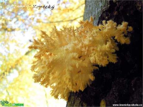 Korálovec bukový - Hericium clathroides - Foto Robert Kopecký