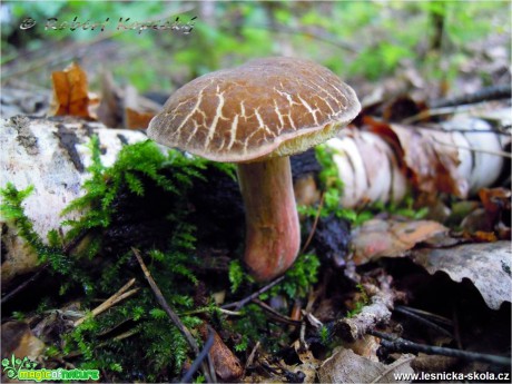 Suchohřib žlutomasý - Xerocomus chrysenteron - Foto Robert Kopecký