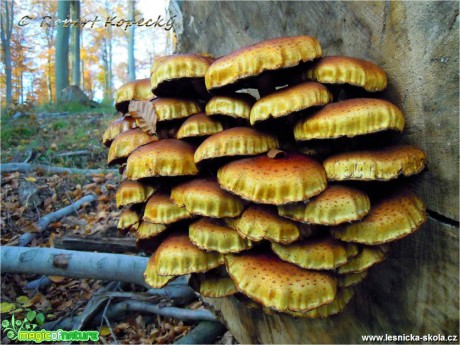 Václavka severská - Armillaria borealis - Foto Robert Kopecký