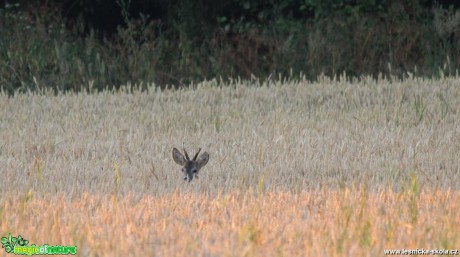 Srnec obecný - Capreolus capreolus - Foto Ladislav Jonák