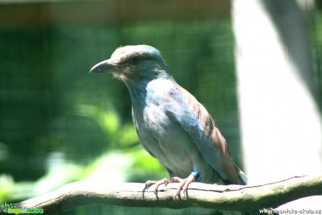 Mandelík hajní - Coracias garrulus - Foto David Hlinka