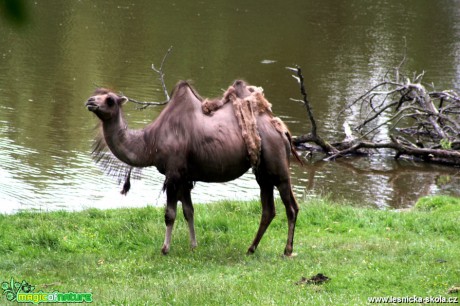 Velbloud dvouhrbý - Camelus bactrianus - Foto David Hlinka (2)