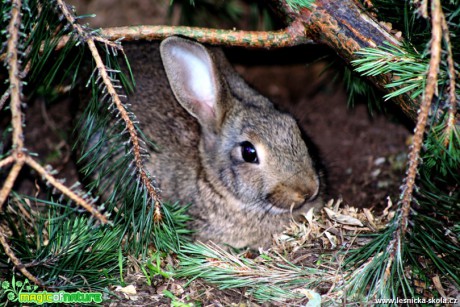 Králík domácí - Oryctolagus cuniculus f. domesticus - Foto David Hlinka (1)