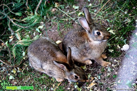 Králík domácí - Oryctolagus cuniculus f. domesticus - Foto David Hlinka (2)