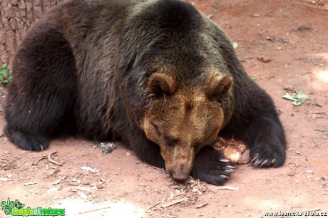 Medvěd hnědý - Ursus arctos - Foto David Hlinka (1)
