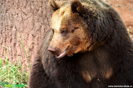 Medvěd hnědý - Ursus arctos - Foto David Hlinka (3)