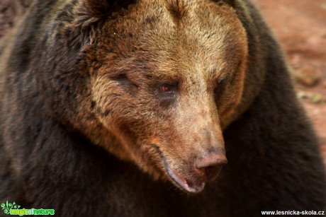 Medvěd hnědý - Ursus arctos - Foto David Hlinka (4)