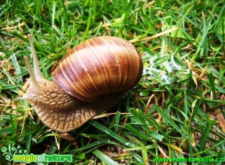 Hlemýžď zahradní - Helix pomatia - Foto Miroslav Kusenda