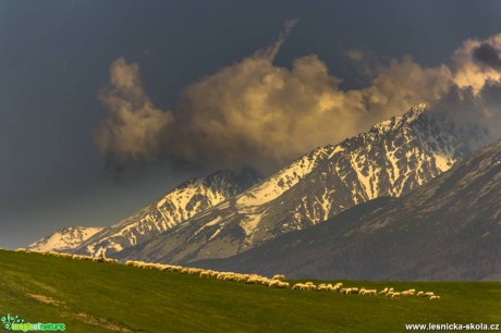 Pastva ovcí na úpatí - Foto Jozef Pitoňák