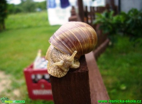 Hlemýžď zahradní - Helix pomatia (1) - Foto Miroslav Kusenda