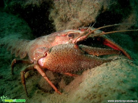 Rak říční - Astacus astacus - Foto Tomáš Kunze (4)