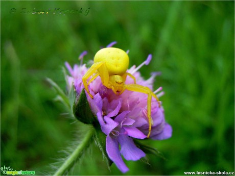 Běžník kopretinový - Misumena vatia - Foto Robert Kopecký