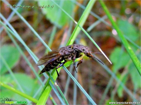 Drabčík - Ontholestes tesselatus - Foto Robert Kopecký