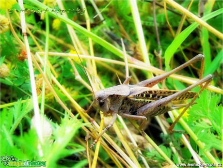 Kobylka hnědá - Decticus verrucivorus ♀ - Foto Robert Kopecký