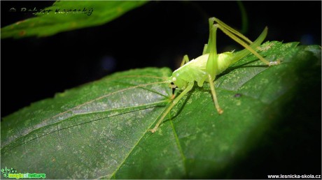 Kobylka zelená - Tettigonia viridissima ♀ juv - Foto Robert Kopecký