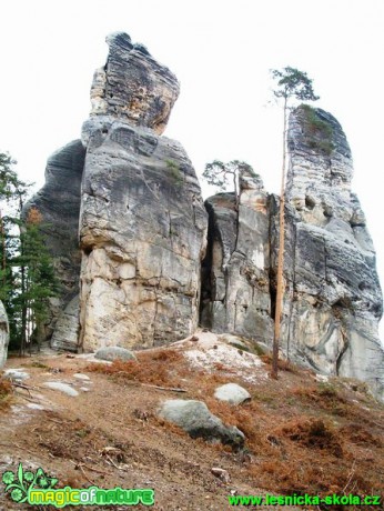 Dračí zub - Foto Miroslav Kusenda