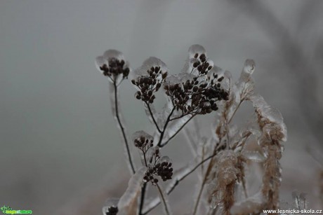 V ledovém království - Foto Ladislav Jonák