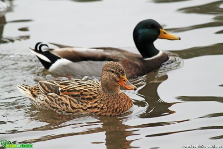 Kachna divoká - Anas Platyrhynchos - Foto Jana Vondráčková (1)