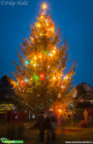 Vánoční strom v Lipové - Foto Filip Holič