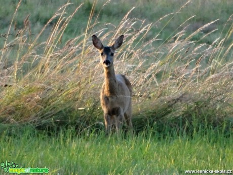 Srnec obecný - Capreolus capreolus - srna - Foto Karel Kříž (1)