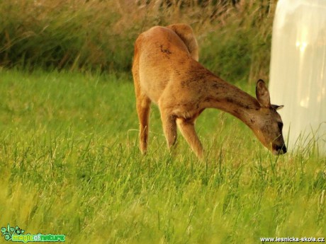 Srnec obecný - Capreolus capreolus - srna - Foto Karel Kříž (3)