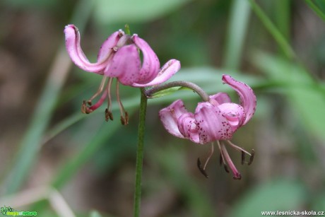 Lilie zlatohlavá -Lilium martagon - Foto Vladimír Petřina